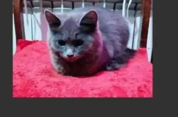 Кошка найдена ул. Ильича, 40/26