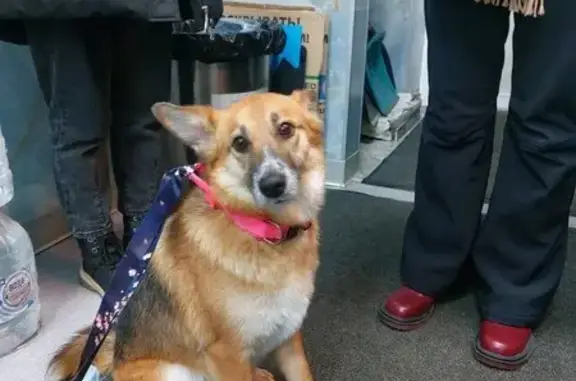 Найдена собака, Москва, фото: Найдена собака: Братеевская ул., 16 к3