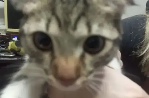 Кошка найдена, переулок Белоусова, 24