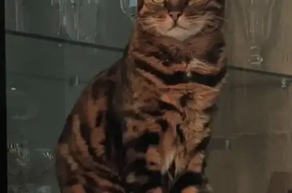 Кошки потеряшки, Калининградская область, фото: Потеряшка кошка, 2-я Вербная ул., Калининград