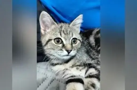 Найдена кошка, Енисейск, фото: Кошка найдена, Советский пер., Енисейск