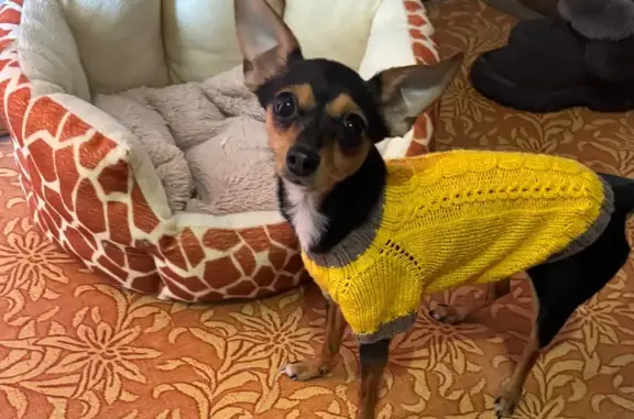 Найдена собака, Юрга, фото: Найдена собака, пр. Победы 45А, Юрга