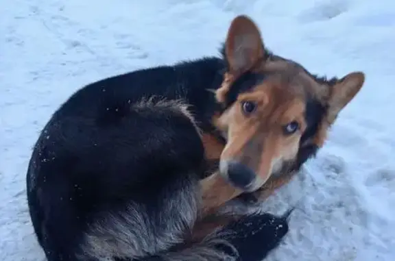 Собака найдена в ЦПКиО, пр. Ленина, Дзержинск