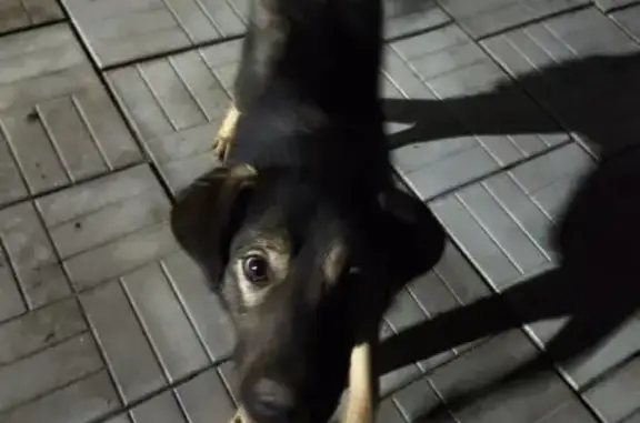 Собака найдена у 61К-051, Листвянское СП