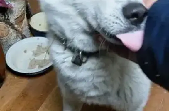 Найдена собака, Бородино, фото: Найдена хаски, Октябрьская 56, Бородино