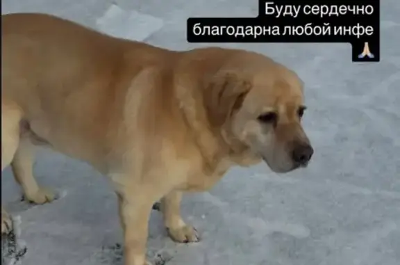 Собаки потеряшки, Шахты, фото: Потеряшка собака Айса, ул. Скворцова, Шахты