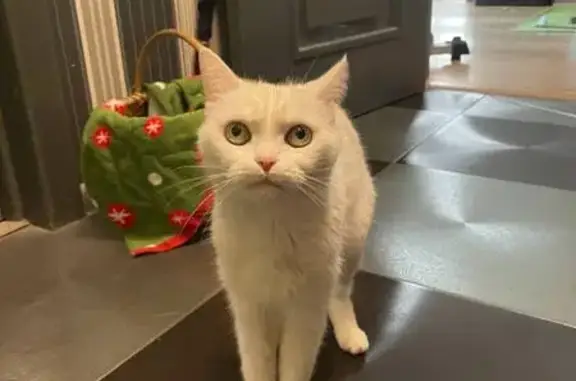 Кошки потеряшки, Москва, фото: Потеряшка кошка на Сельскохозяйственной, 26