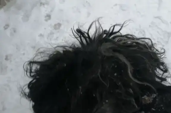 Найдена собака: Ярославль, Тутаевское ш., 130