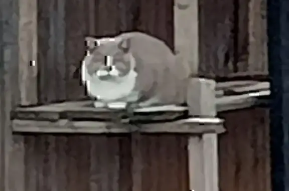 Кошка найдена, 3-я Садовая, Домодедово