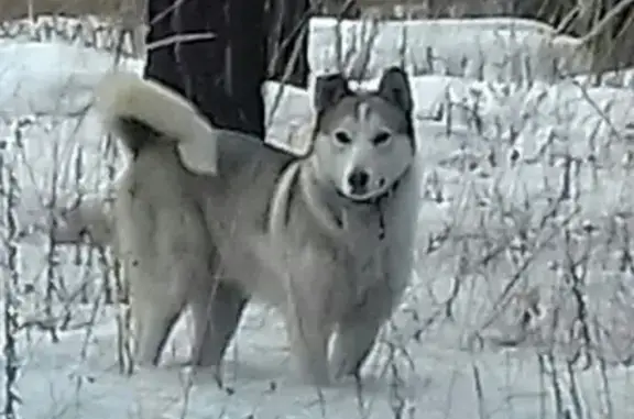 Пропала собака Арчи, ул. Островского, 89