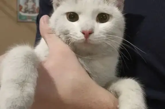 Найдена кошка, Иркутск, фото: Кошка найдена: ул. Муравьёва, 16, Иркутск