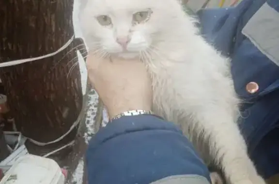 Белый кот найден на ул. Сенько, Тамбов