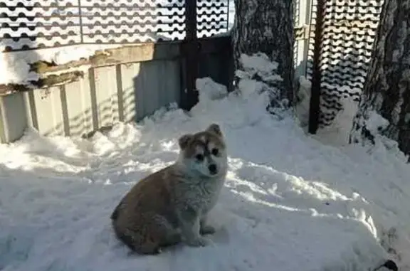 Пропала собака, ул. Лермонтова 93, Бийск