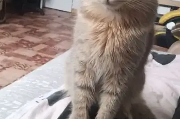 Кошки потеряшки, Шахунья, фото: Потеряшка кот, Октябрьская 126, Шахунья