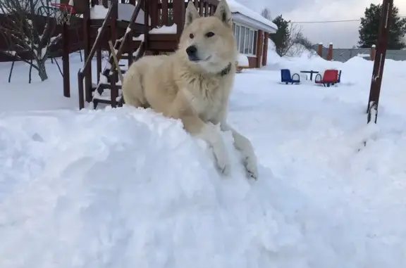 Пропала собака, МО