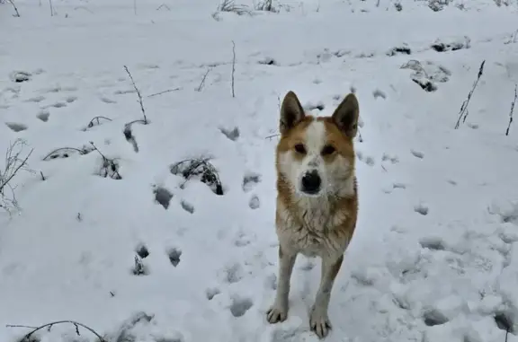 Собака найдена в Шатковском р-не, Нижегородская область