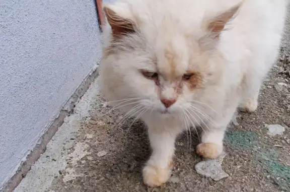 Найдена кошка, , фото: Котик найден: Тропа здоровья, Даниловка