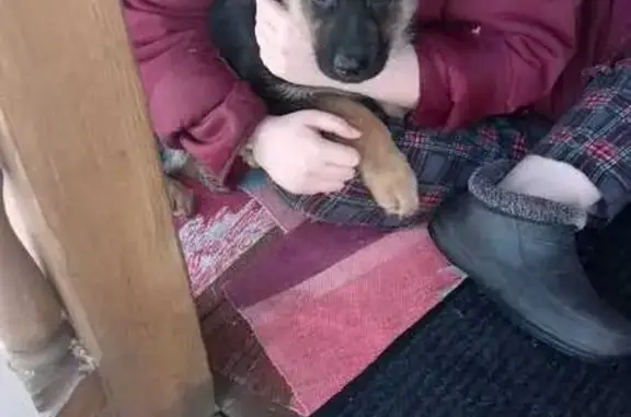 Собаки потеряшки, Введенское, фото: Потеряшка собака в Введенском, Курганская обл.