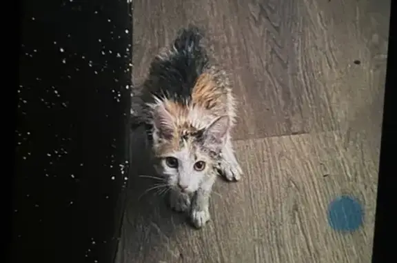 Пропала кошка, ул. Побратимов, 29, Люберцы