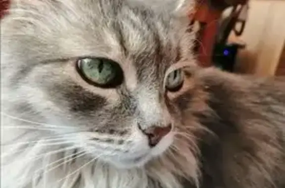 Кошки потеряшки, Дзержинск, фото: Потеряшка кошка, Советская 9Б, Дзержинск