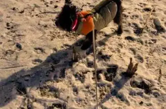 Собаки потеряшки, Тверь, фото: Потеряшка собака, Тверь, Гвардейская 10 к2