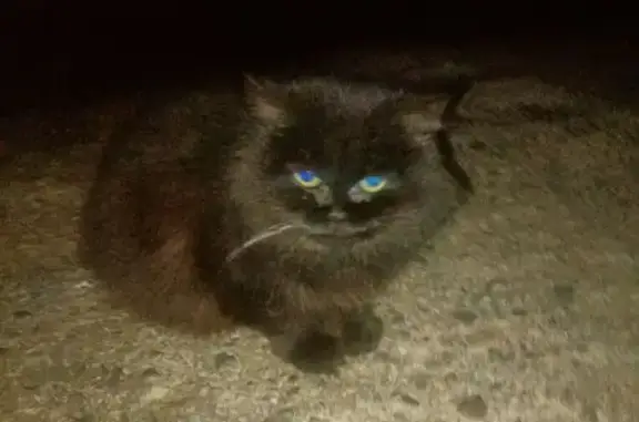 Найдена кошка, Йошкар-Ола, фото: Котенок найден: ул. Дружбы 87б, Йошкар-Ола