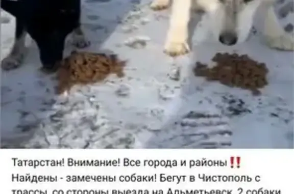 Собака найдена: ул. Толстого, 162, Чистополь