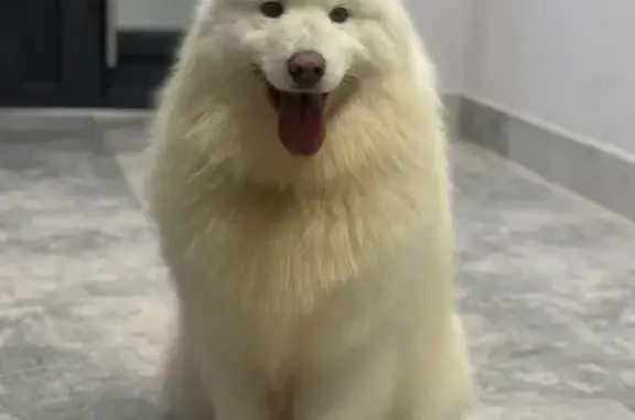 Собаки потеряшки, Семиозерское, фото: Потеряшка собака в Семиозерке, 16К-0733