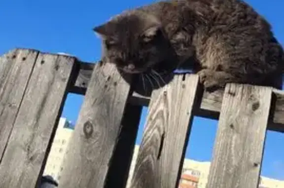 Кошка на крыше бани, Ленинградская 240