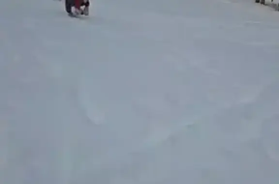 Собаки потеряшки, , фото: Потеряшка собака, Енисейская ул., 5, Казань