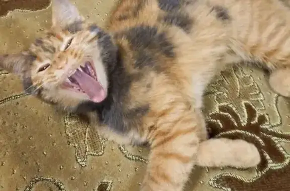 Потерянные животные Порошино, фото: Пропала кошка, Бассейная ул. 9, Порошино