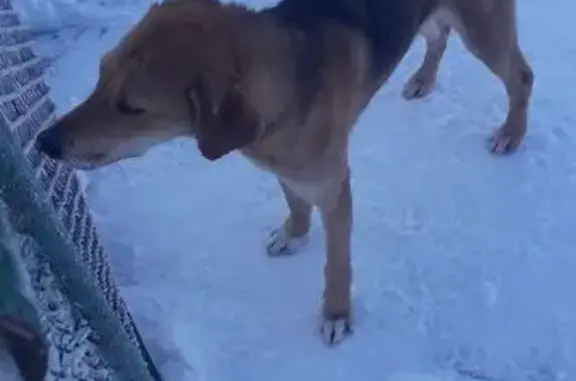 Найдена собака, Пензенская область, фото: Собака найдена в Каменском сельсовете