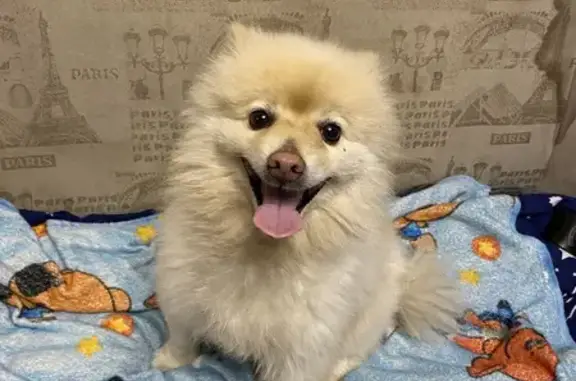 Найдена собака, Липецк, фото: Найден шпиц, ул. Германа Титова, 4