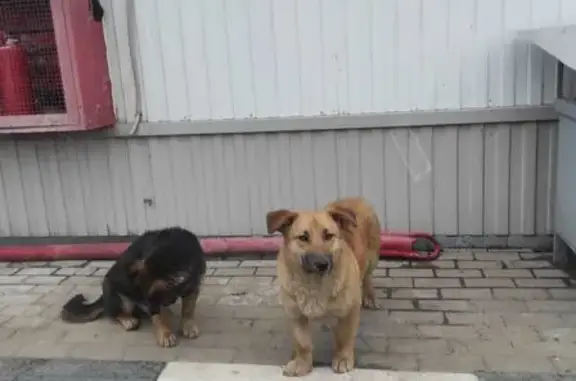 Найдена собака, , фото: Собака найдена: ул. Ленина, 12, Думиничи