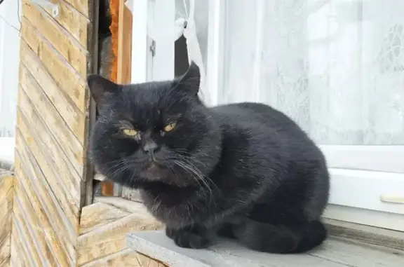 Кошки потеряшки, Первоуральск, фото: Потеряшка кошка, ул. 9 Января, 32, Первоуральск