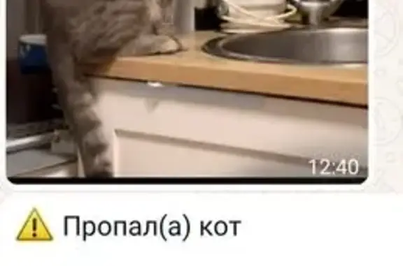 Пропала кошка, ул. Строителей 11, Люберцы
