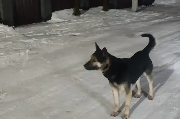 Собака найдена в Яшме, Уфа, Башкортостан