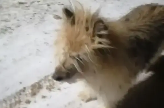Найдена собака, Калужская область, фото: Найдена собака, Нара, Калужская область