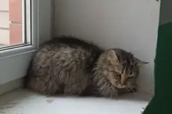 Найдена кошка, Ейск, фото: Кошка найдена на ул. Коммунистической, 85/6