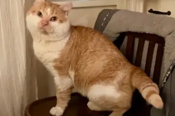 Кошки потеряшки, Москва, фото: Потеряшка кот, ул. Образцова 24, Москва