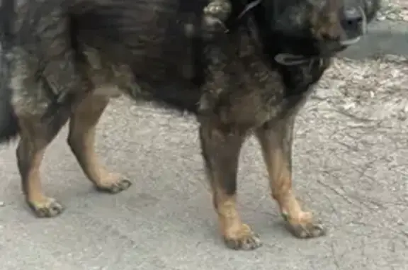 Собаки потеряшки, Московская область, фото: Потеряшка собака в пос. Родники Вялки