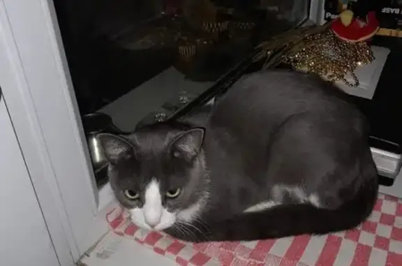 Кошки потеряшки, Ростов-на-Дону, фото: Потеряшка кошка, Благодатная 241, Ростов