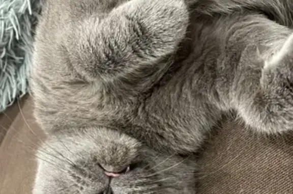 Кошки потеряшки, Курск, фото: Потеряшка кошка, ул. Карла Маркса, 72/21