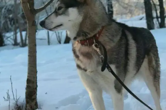Собаки потеряшки, Шатурторф, фото: Потеряшка собака, ул. Большевик, Шатурторф