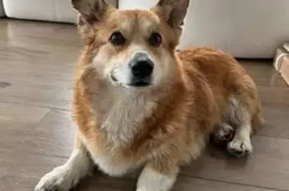 Собаки потеряшки, , фото: Потеряшка собака, Сновицы, Школьная ул.