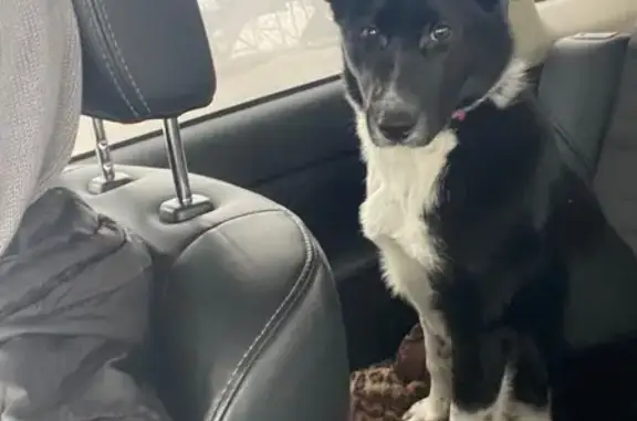 Собаки потеряшки, Осиново, фото: Потеряшка собака, Кооперативная 100, Осиново