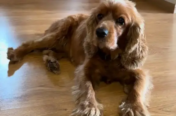 Потерянные животные Липецк, фото: Пропал коккер-спаниель, ул. Городовикова 82