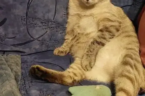 Потерянные животные Липецк, фото: Пропала кошка на ул. Достоевского, 74