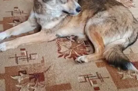 Собаки потеряшки, Оренбург, фото: Потеряшка собака, Томилинская 82, Оренбург