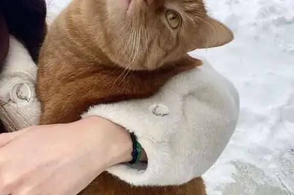 Кошки потеряшки, Железнодорожный, фото: Потеряшка рыжий кот, ул. Плосково, 3Б